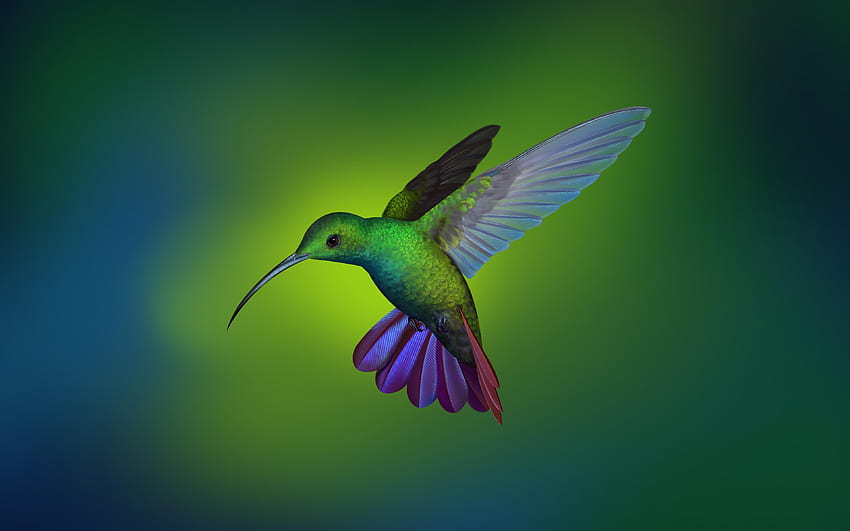 Burung kolibri dari Deepin OS : Wallpaper HD
