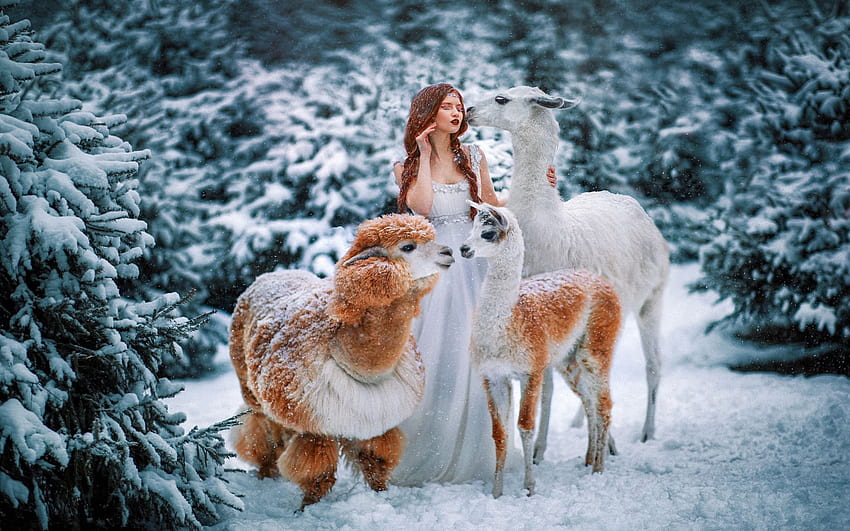 Winter Trip, forest, alpaca, snow, digital, trees, girl HD wallpaper