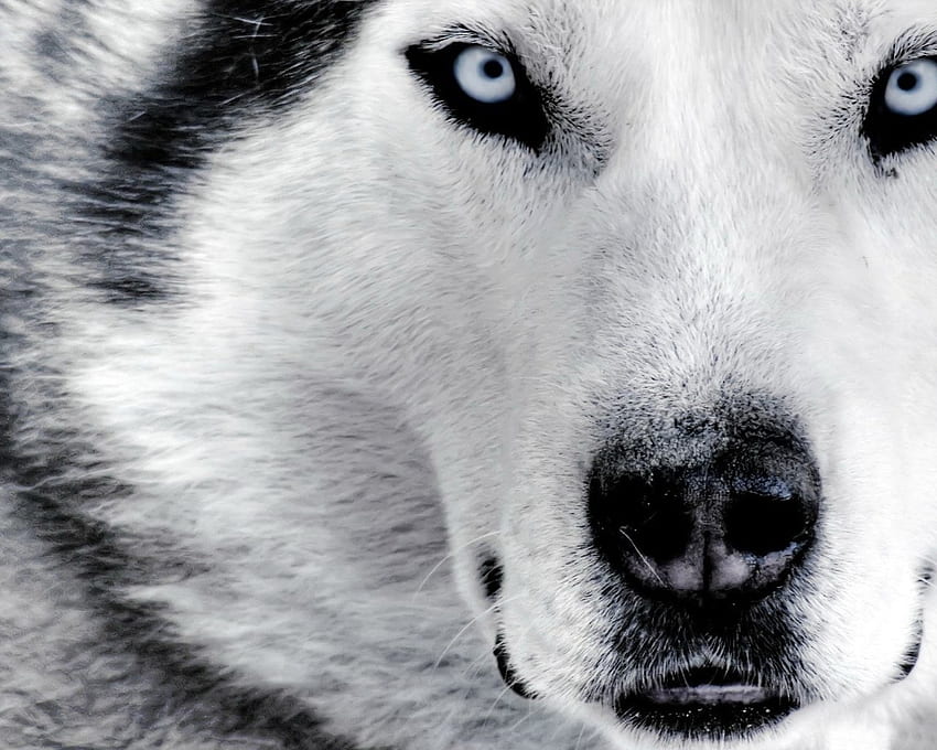 those eyes, dog, animal, husky, domestic HD wallpaper