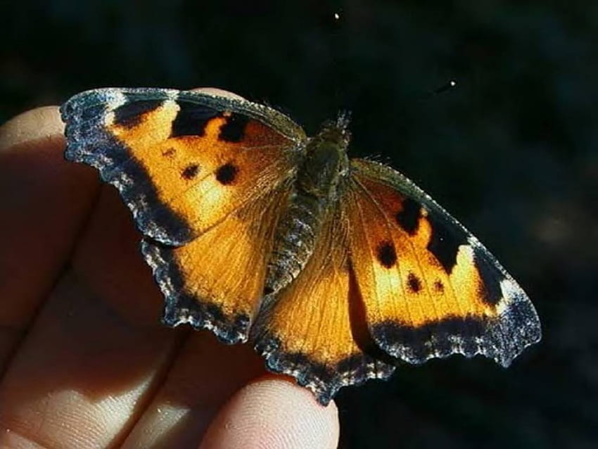 Fantastyczny motyl, zwierzę, motyl, kolor, owad Tapeta HD