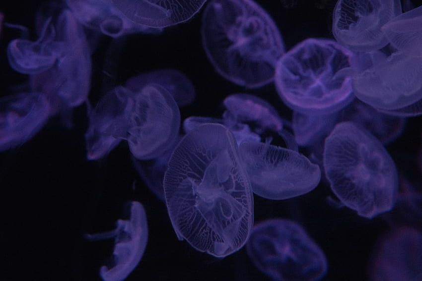 Jellyfish, Violet, Dark, Purple, Handsomely, It's Beautiful HD wallpaper