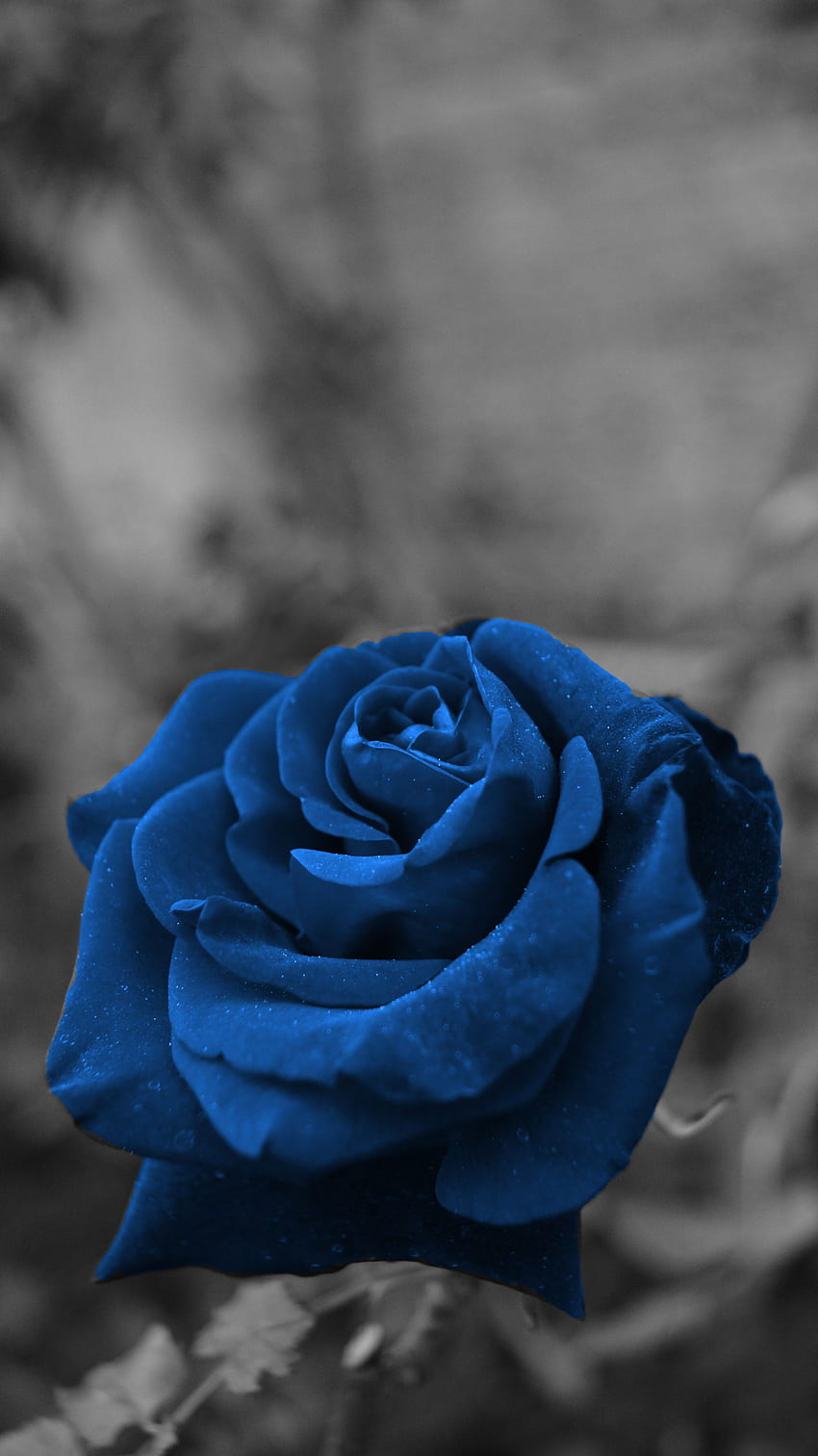 Blue rose HD wallpapers | Pxfuel