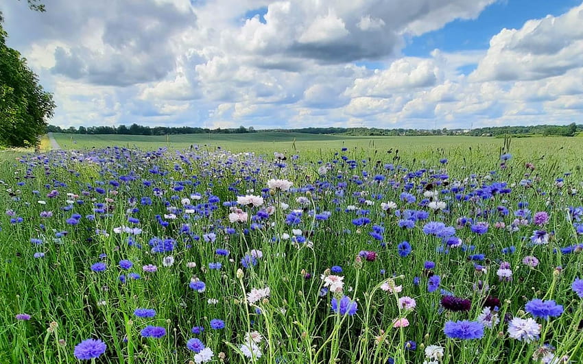 Cornflower Meadow, nature, meadow, field, cornflowers, clouds, Latvia HD wallpaper