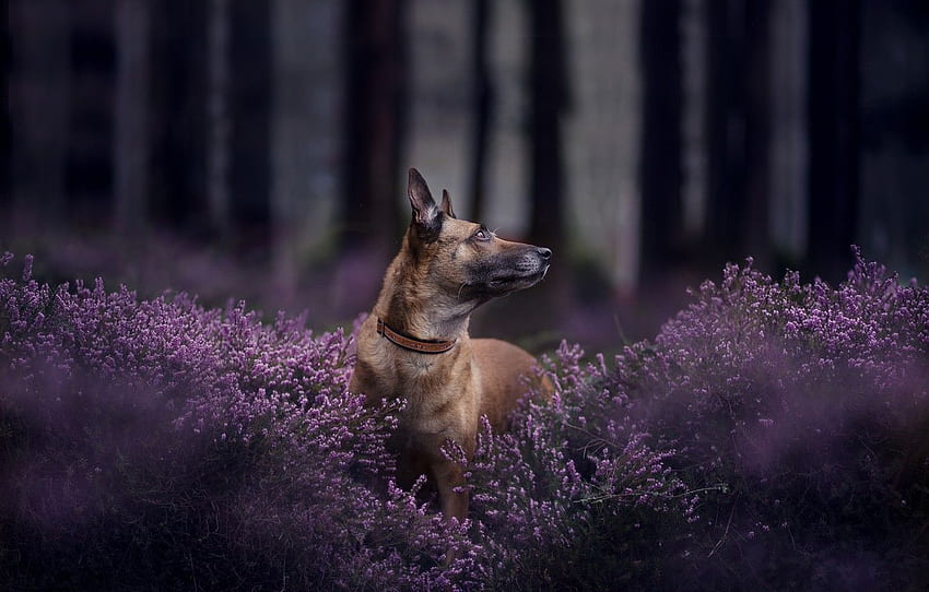 ป่า ใบหน้า หมา โบเก้ เฮเทอร์ Belgian Malinois for หมวด собаки Belgian Malinois Puppy วอลล์เปเปอร์ HD