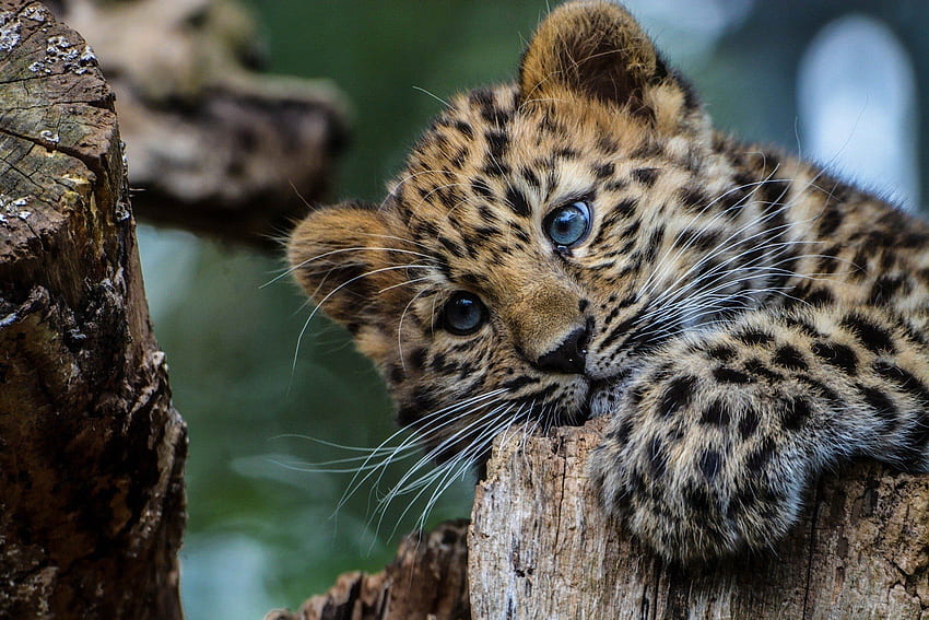 Most Popular Baby Leopard, Cute Baby Leopard HD wallpaper