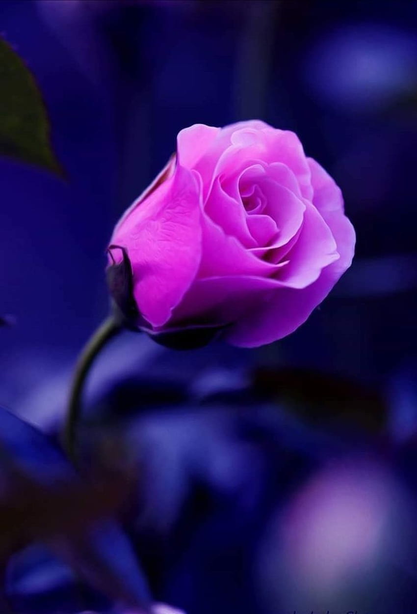Lovely Pink Rose .❤️. Beautiful rose flowers, Beautiful flowers, Beautiful roses, Purple and Pink Roses HD phone wallpaper