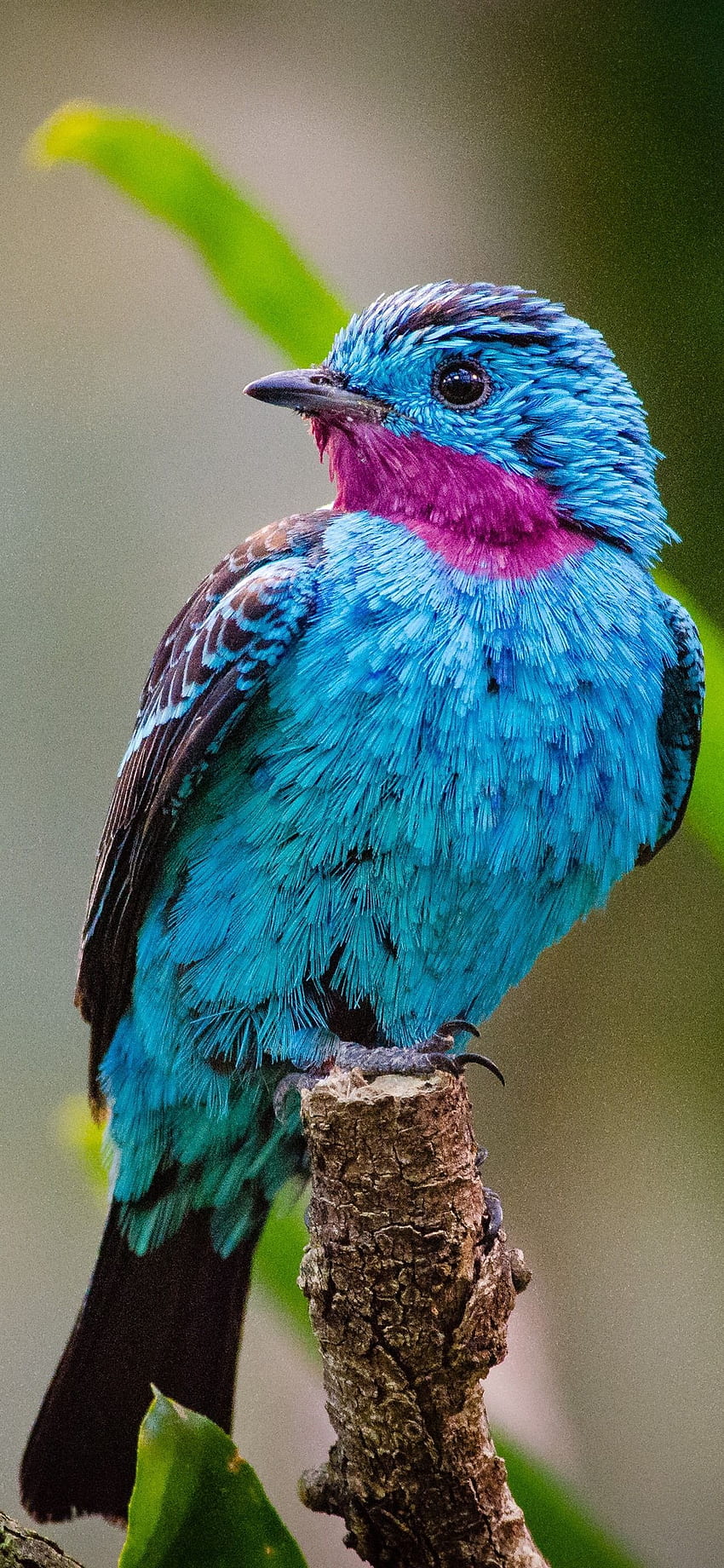 Blue Feather Bird, Green Leaves IPhone 11 Pro XS Max HD phone wallpaper