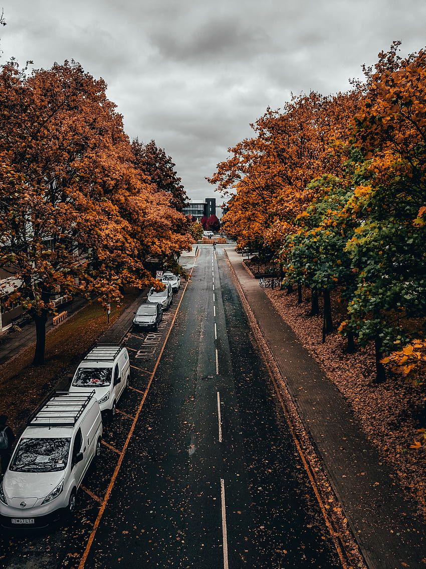 Alley, Cities, Trees, Autumn, Road, Street HD phone wallpaper