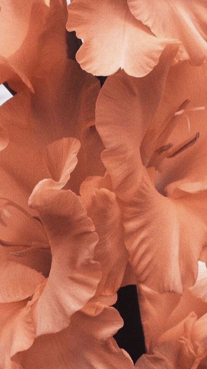 Изящни бижута Anna Sheffield на Glorious Flora. Флорален iphone, прасковена естетика, цветя, оранжева прасковена естетика HD тапет за телефон