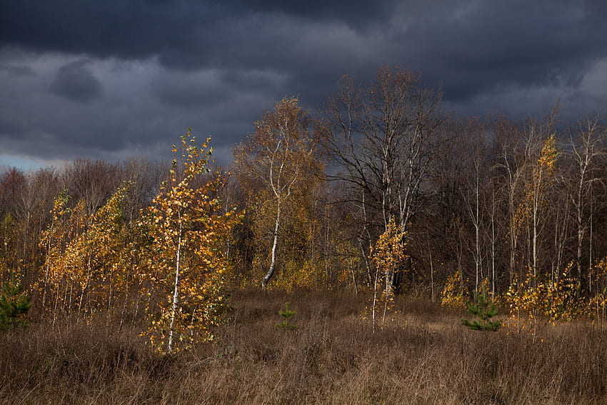 Doğa, Ağaçlar, Sonbahar, Bulutlar HD duvar kağıdı