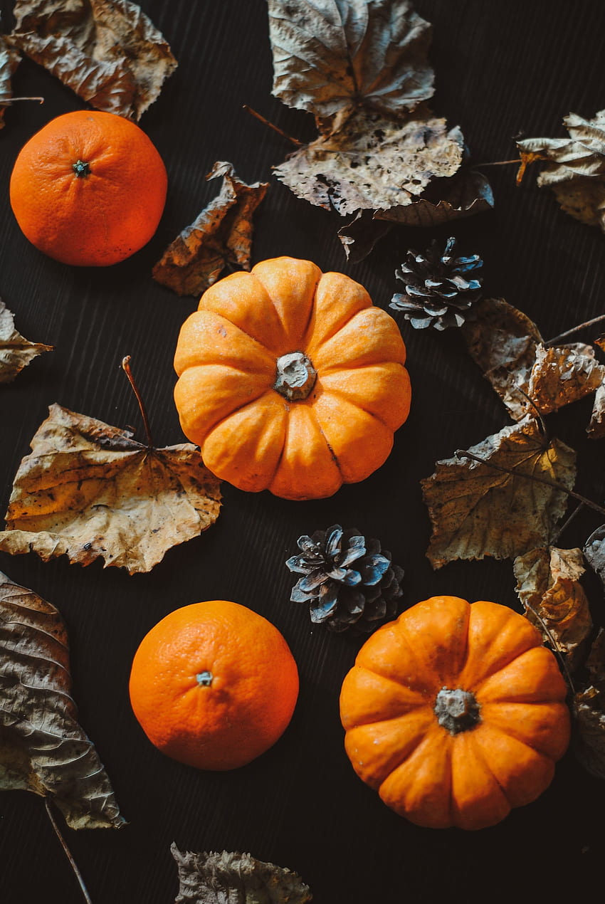 Pumpkins and Oranges iPhone . 50 Fall iPhone That'll Instantly Make You Feel Cozy. POPSUGAR Tech 47 HD phone wallpaper