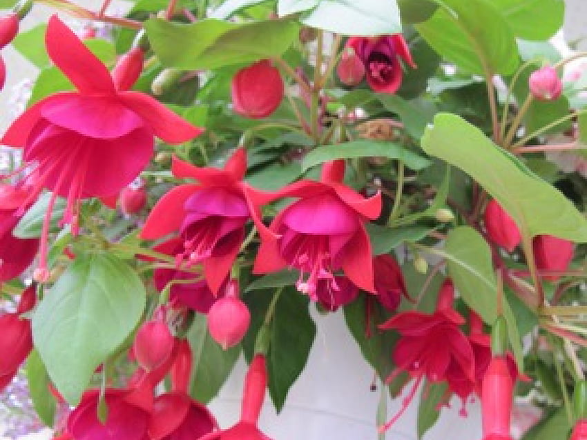 Flowers for special occasion 22, Fuchsia, basket, graphy, green, red, Flowers, leaf HD wallpaper