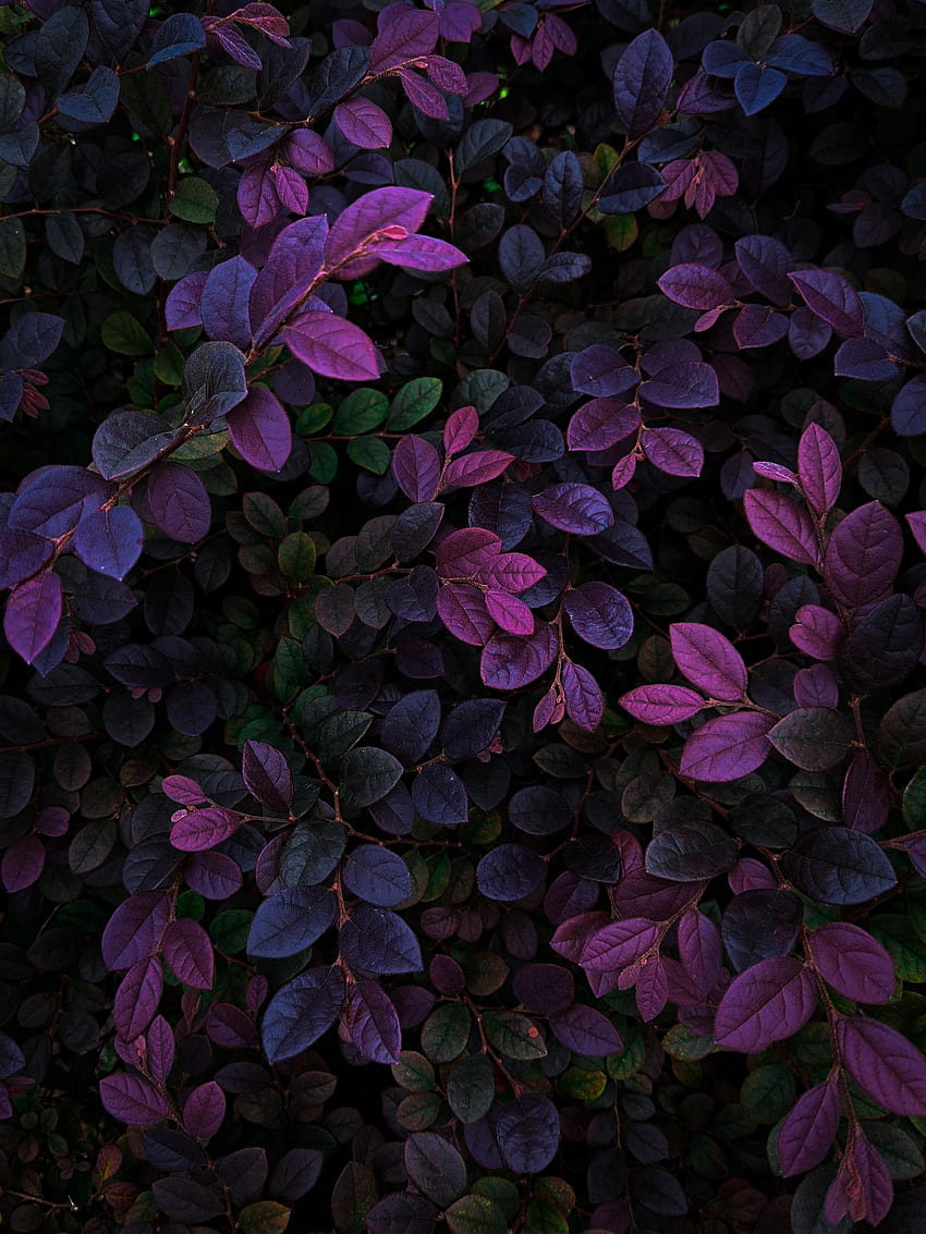 Violet leaves, veins, branches, plants HD phone wallpaper