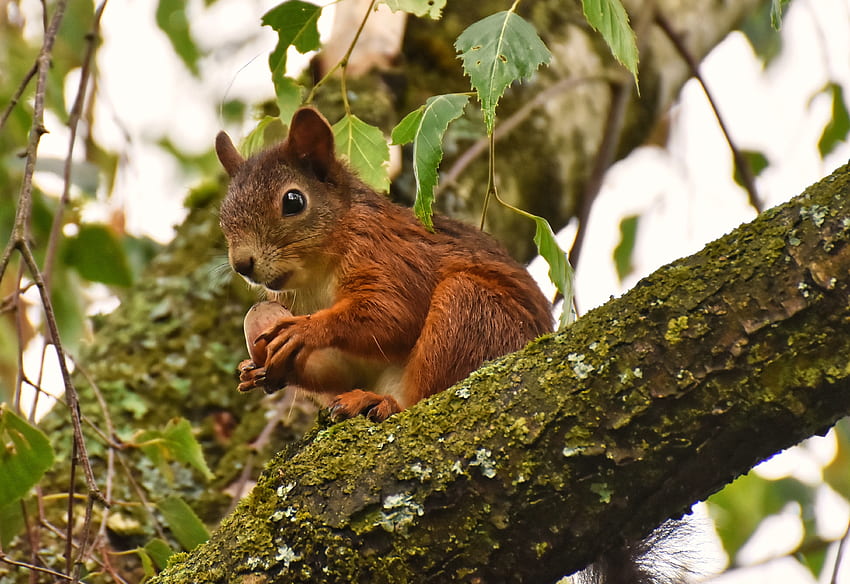 36,Best Red Squirrel Stock & · 100% Royalty s HD wallpaper