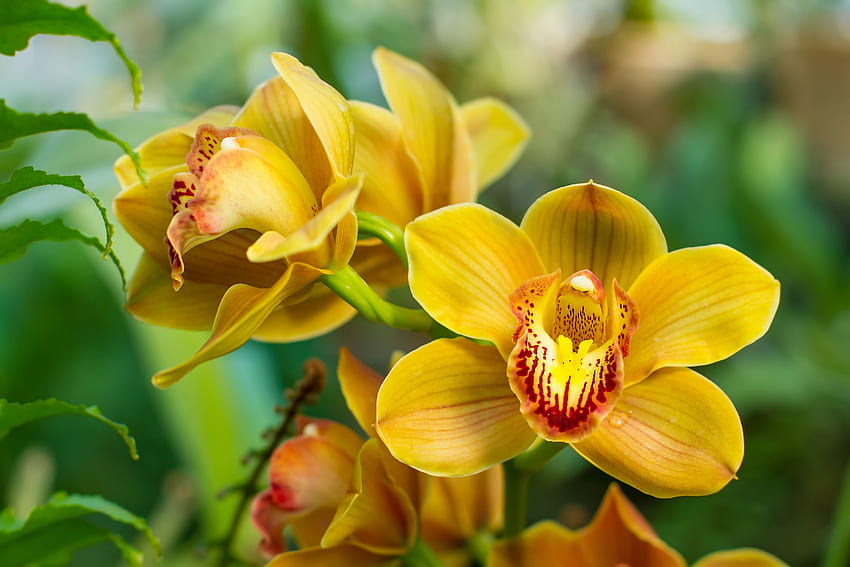 Cymbidium amarillo, pretty, yellow, exotic, garden, beautiful, flowers, orchid HD wallpaper