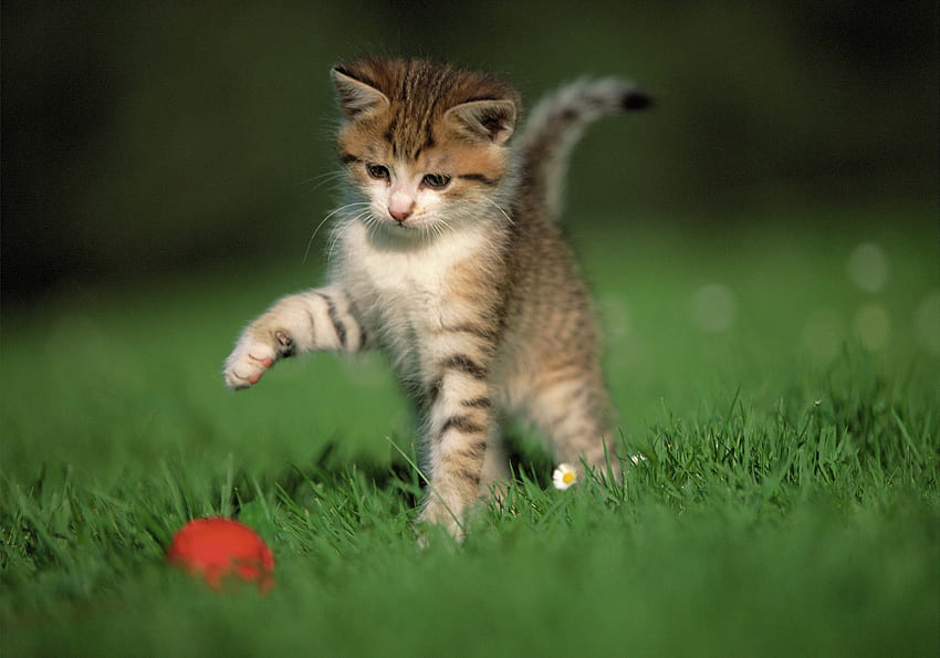 Animals, Grass, Kitty, Kitten, Ball, Game HD wallpaper
