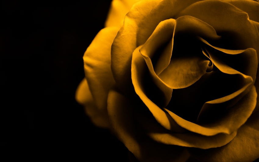 Fond Rose Jaune. Fond rose, fleur rose, roses jaunes, roses noires et jaunes Fond d'écran HD