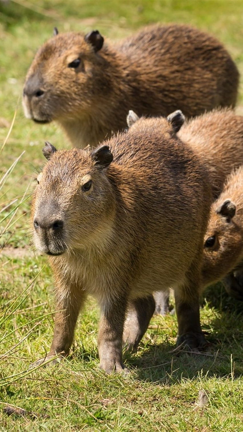 Cute Animals Capybaras Grass Summer IPhone 8 7 6 6S  Background HD phone  wallpaper  Pxfuel