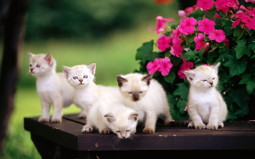 Sevimli Bebek Kediler, Sevimli Köpekler ve Kediler HD duvar kağıdı