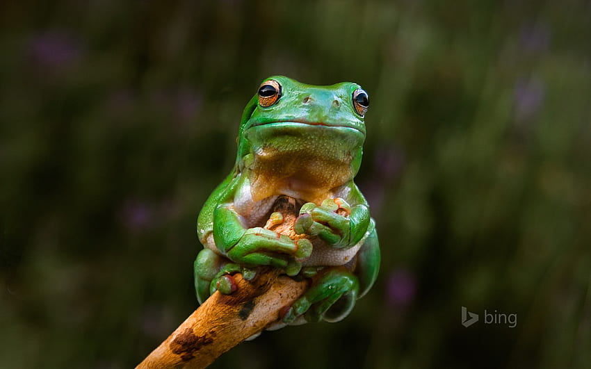 Green Tree Frog Bing Theme Preview HD wallpaper