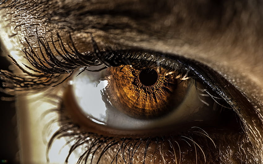Gözler Kirpik Kirpik Bakış Yakın Çekim, Altın Kirpik HD duvar kağıdı