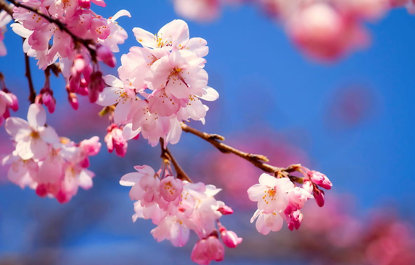 Spring branch, flowering, beautiful, spring, tree, branch, pink, cherry, blossoms, freshness, blooming, sky HD wallpaper