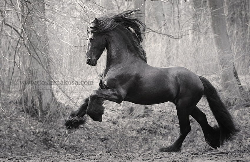 Stately Friesian 1, horse, black, friesian, dutch, holland HD wallpaper