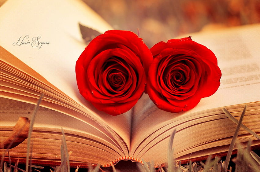 Perfect, rose, book, red, nature, flowers HD wallpaper | Pxfuel