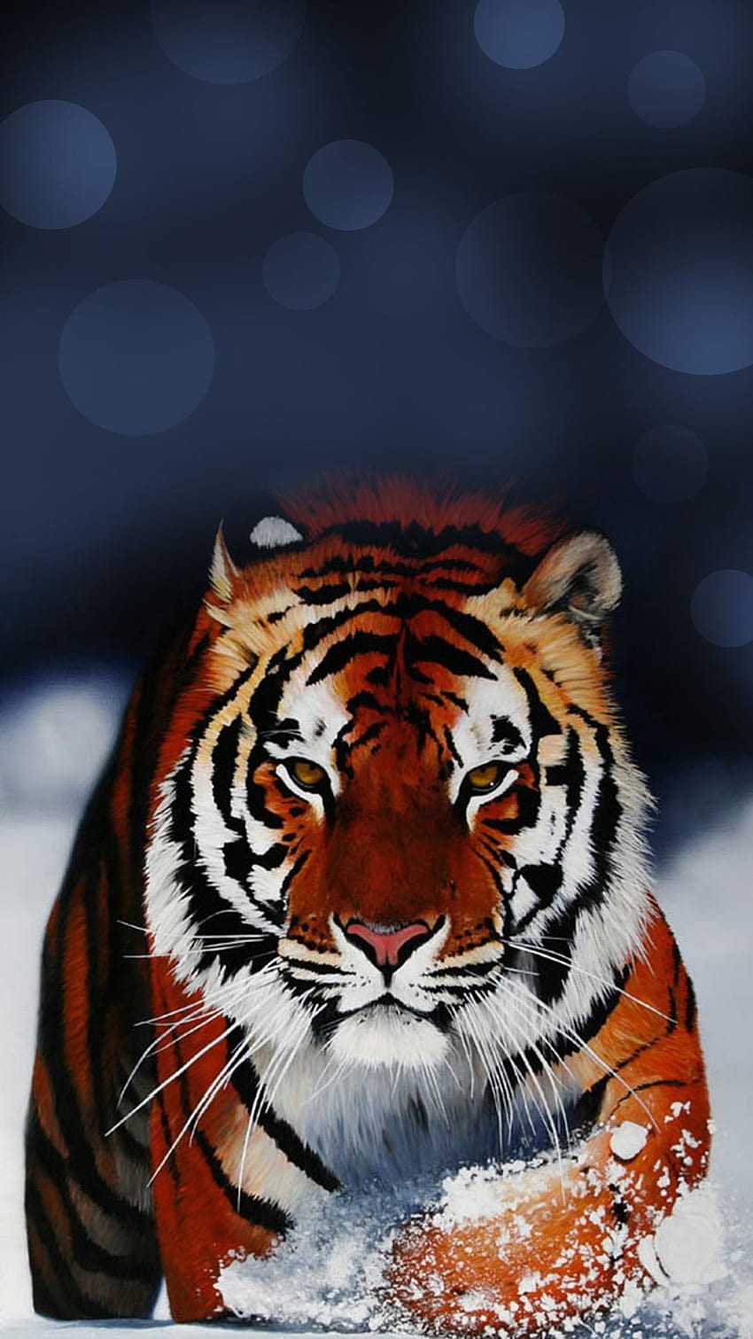 Tigers Wallpapers  Top Những Hình Ảnh Đẹp