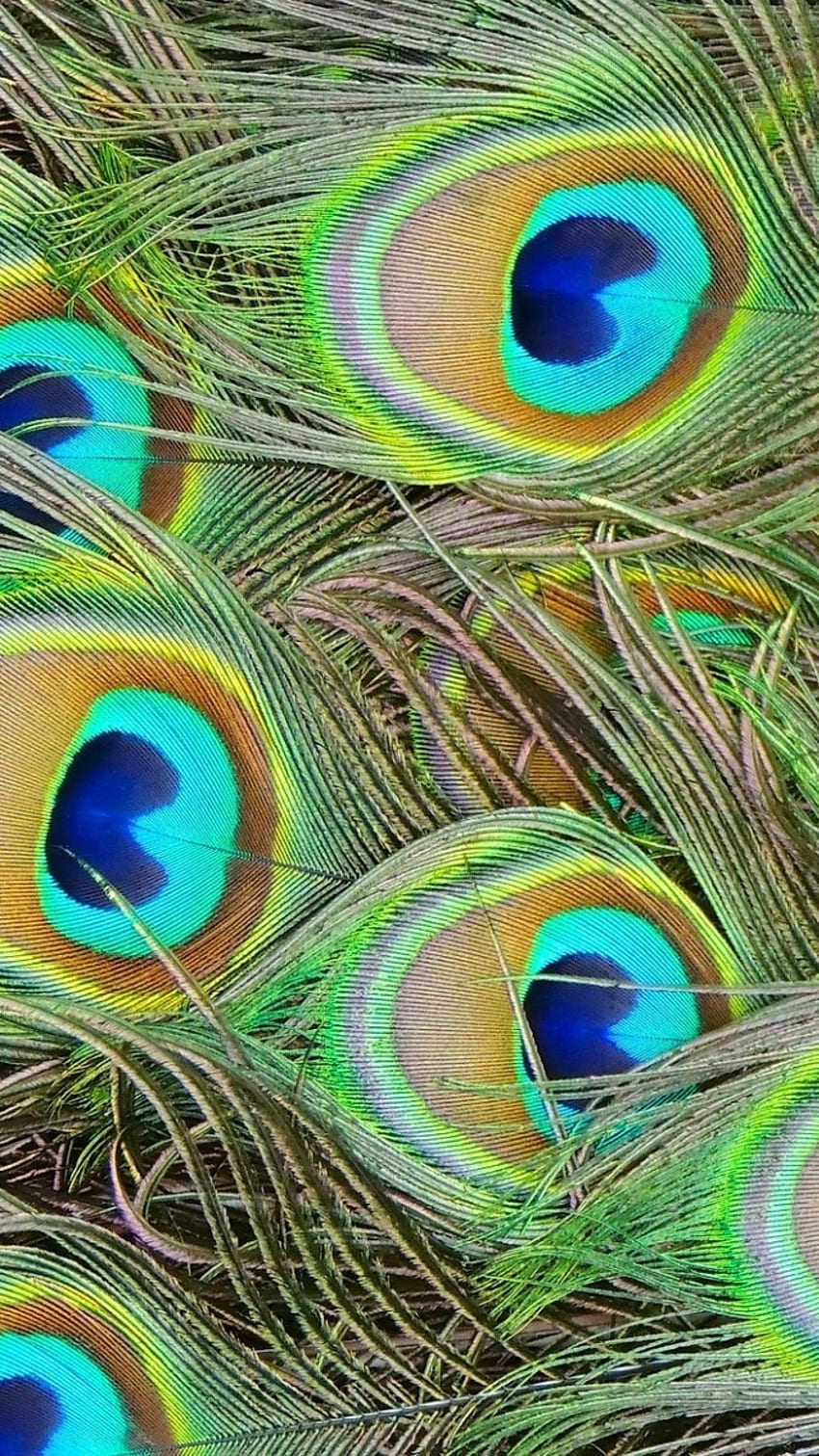 Peacock Feather, Birds Feather, Background HD phone wallpaper | Pxfuel