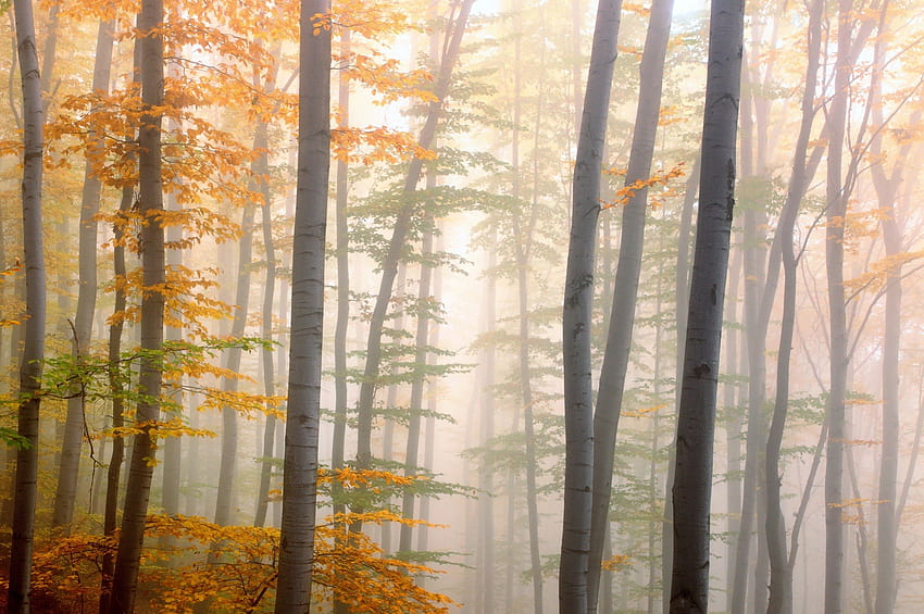 Jesienna mgła, grafika, jesień, piękna, złoto, mgła, liście, Bułgaria, kolor żółty, drzewa, jesień, natura, las Tapeta HD