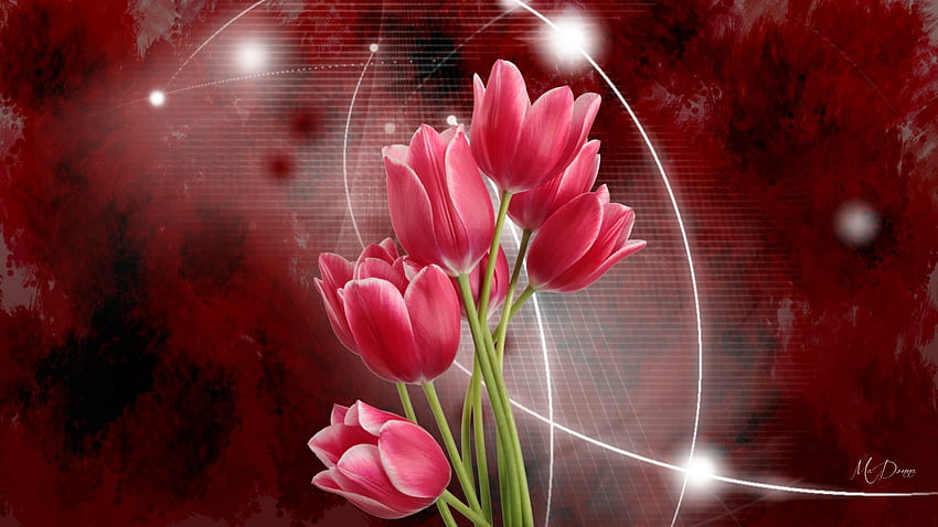 Pinky Red Tulips, flowers, tulips, spring, Firefox Persona テーマ, ピンク, ライト, 輝き, 赤, 花 高画質の壁紙