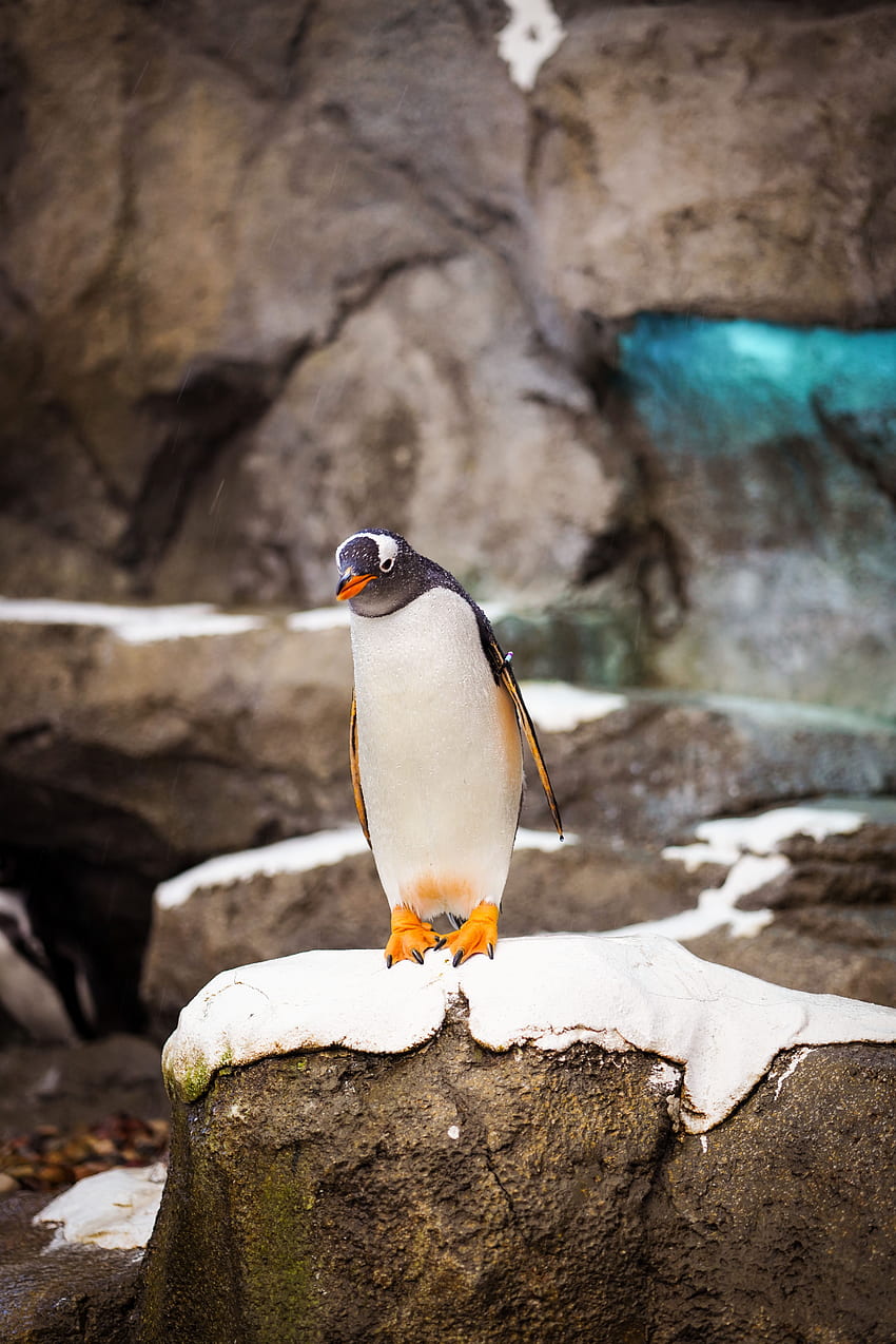 動物, 石, 鳥, 石, 野生動物, ペンギン HD電話の壁紙