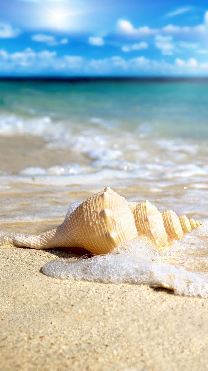 White Seashell In Waves Android, Cute Seashell HD phone wallpaper