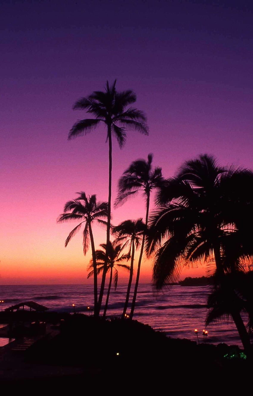 Purpurowe palmy Tapeta na telefon HD
