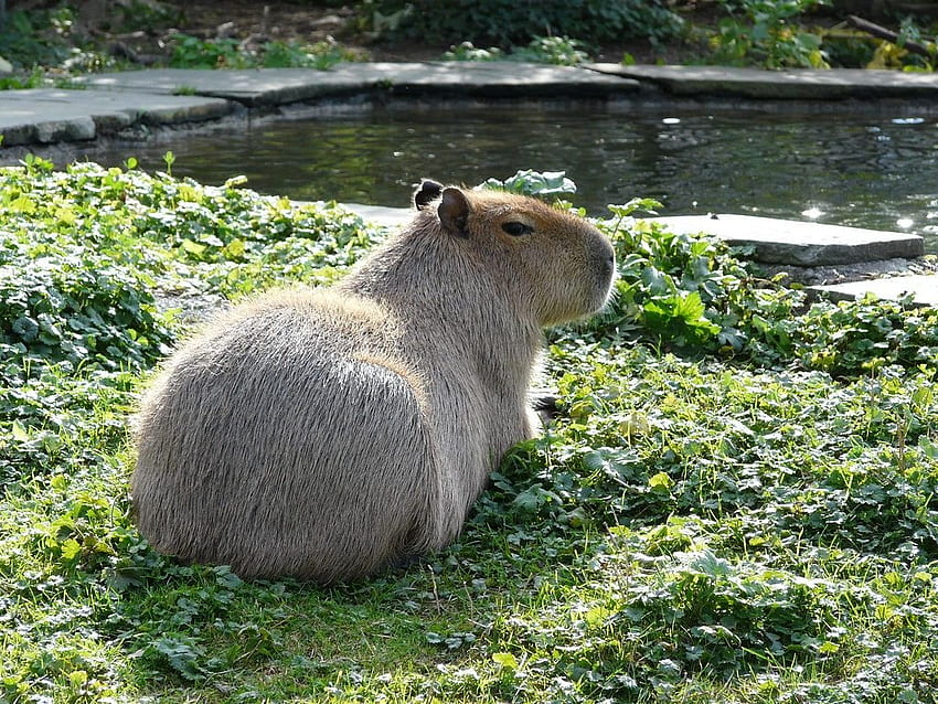 Śliczna Kapibara. Hydrochoerus hydrochaeris. Szałwia Tapeta HD