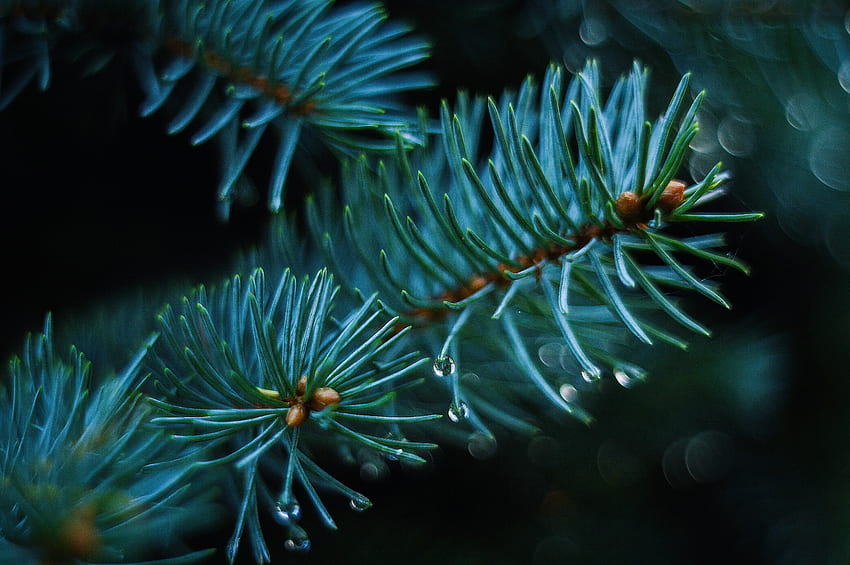 Nature, Blur, Smooth, Branch, Spruce, Fir, Thorns, Prickles HD wallpaper