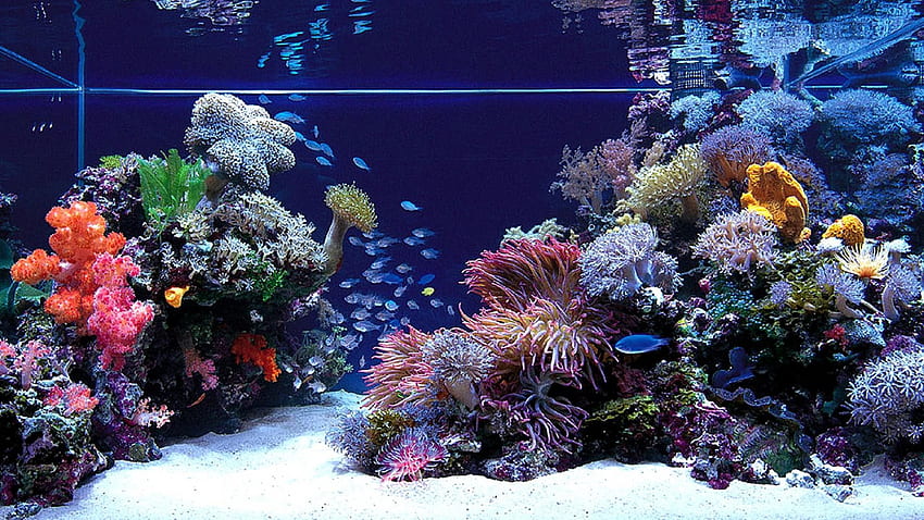 acuario lleno. Acuario de arrecife, Acuario marinos, Peceras de agua salada, Acuario de agua salada fondo de pantalla