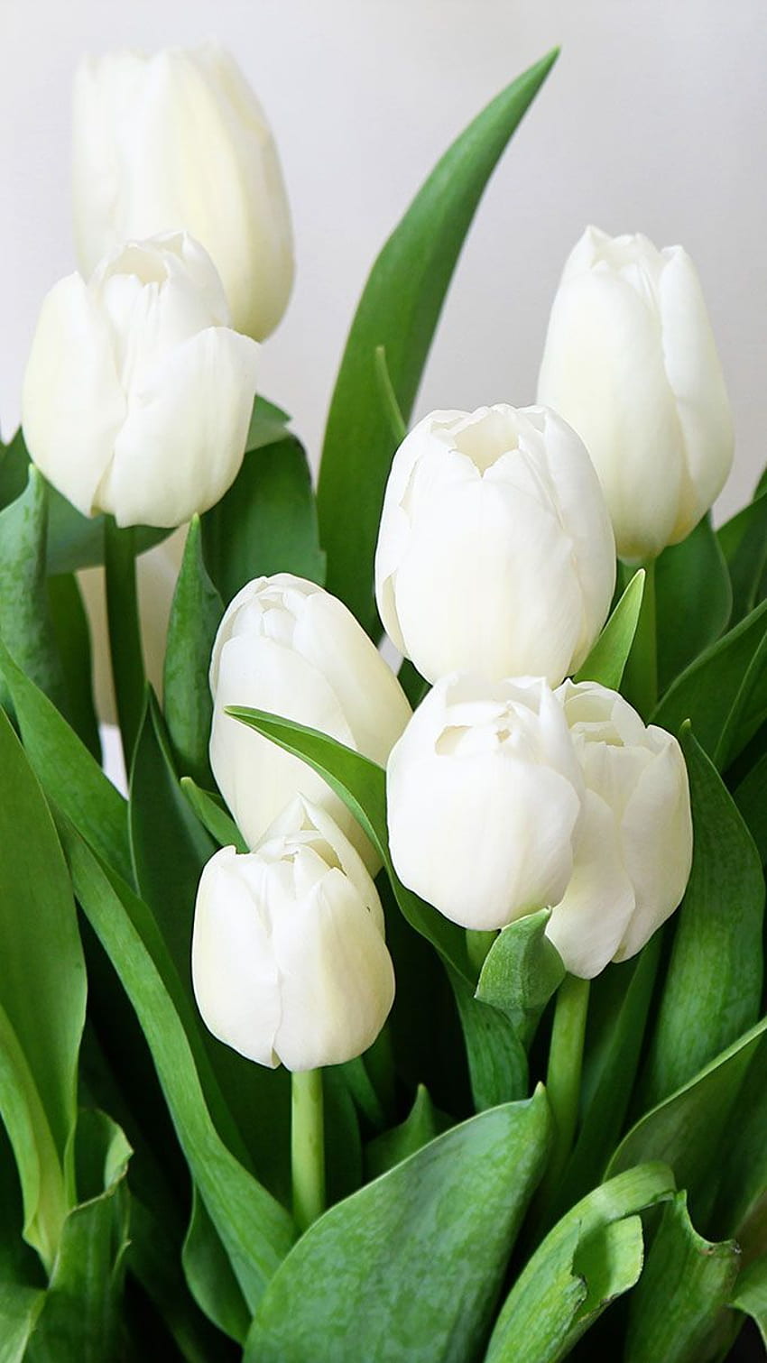 Wiosna I iPhone. Kwiat tła iphone, wiosna, kwiecisty, biały tulipan Tapeta na telefon HD