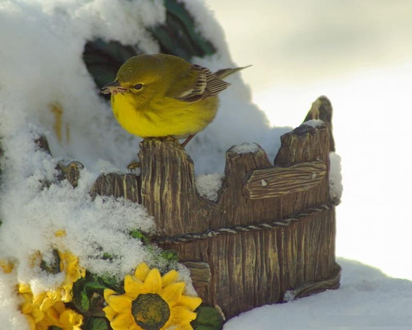 Little Yellow Finch, kecil, burung, finch, kuning Wallpaper HD