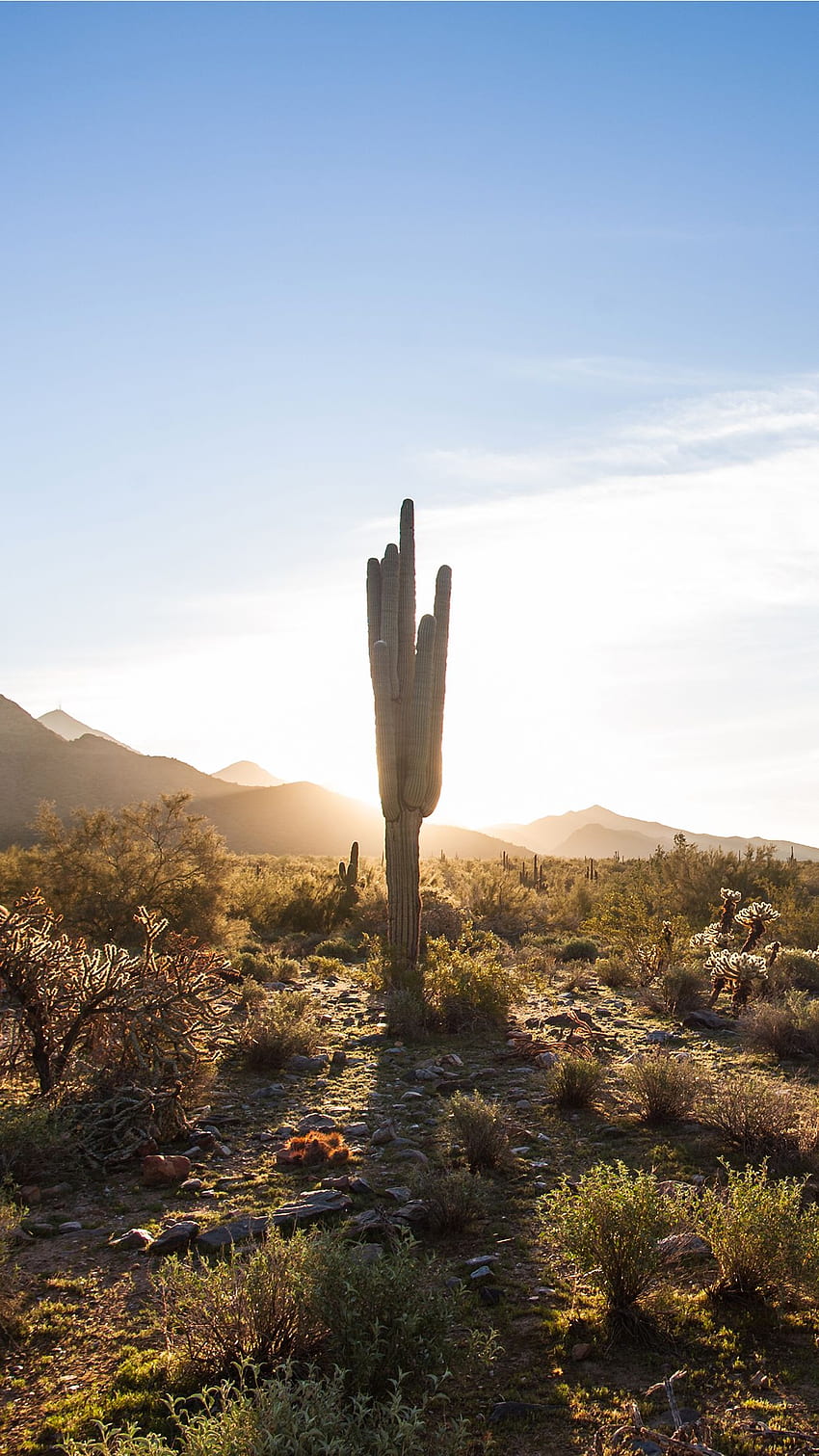 Cactus Saguaro flower desert sunrise iphone . iPhone HD phone wallpaper