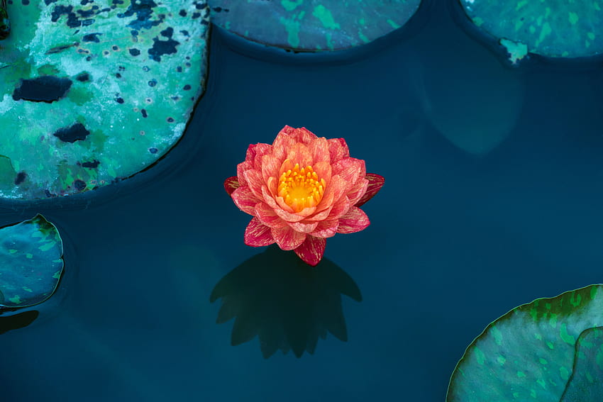 Blumen, Wasser, Blätter, Lotus, Blütenblätter, Seerose HD-Hintergrundbild