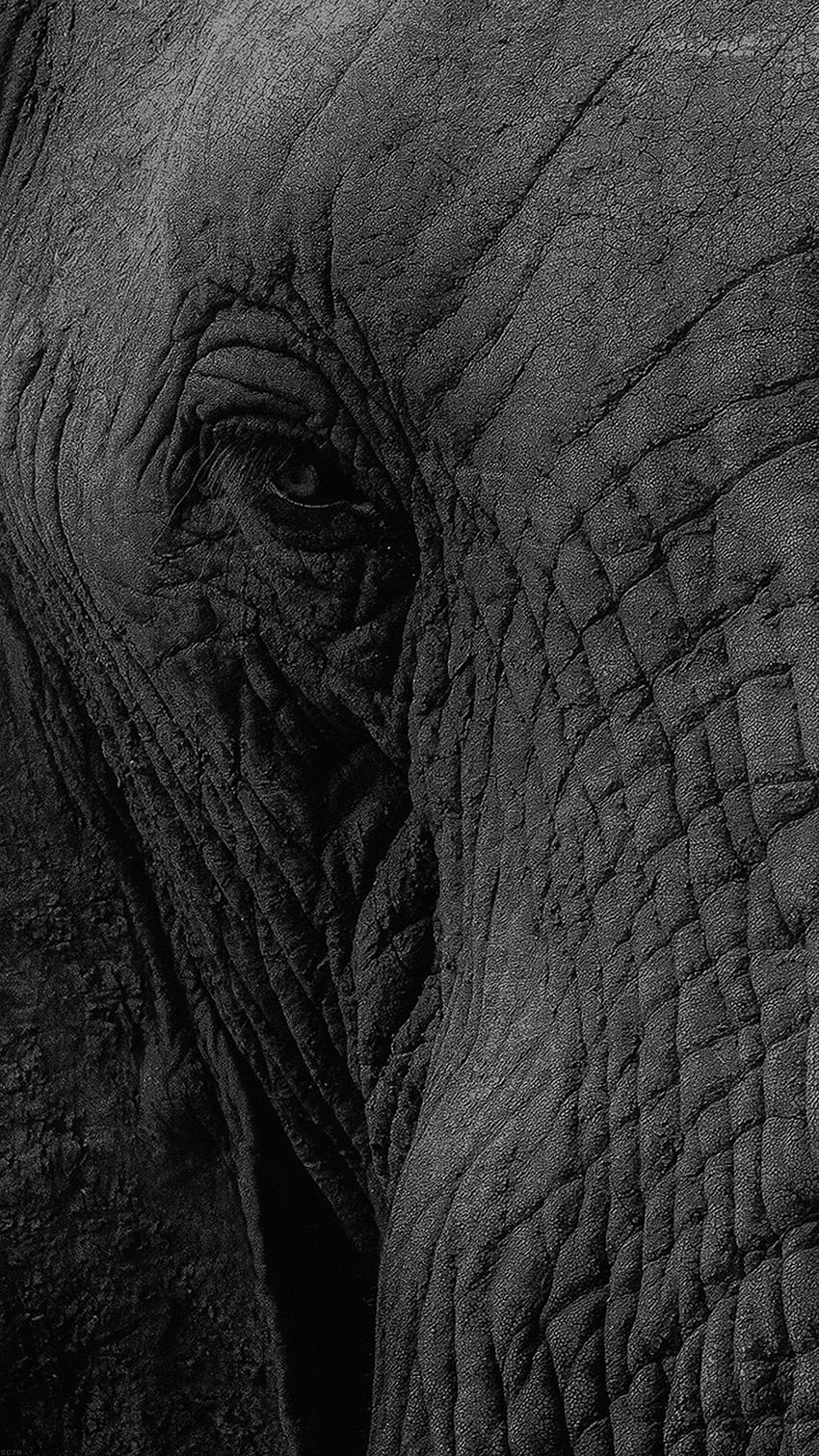 Elephant Eye Animal Nature Android - Android, Dark Elephant HD phone wallpaper