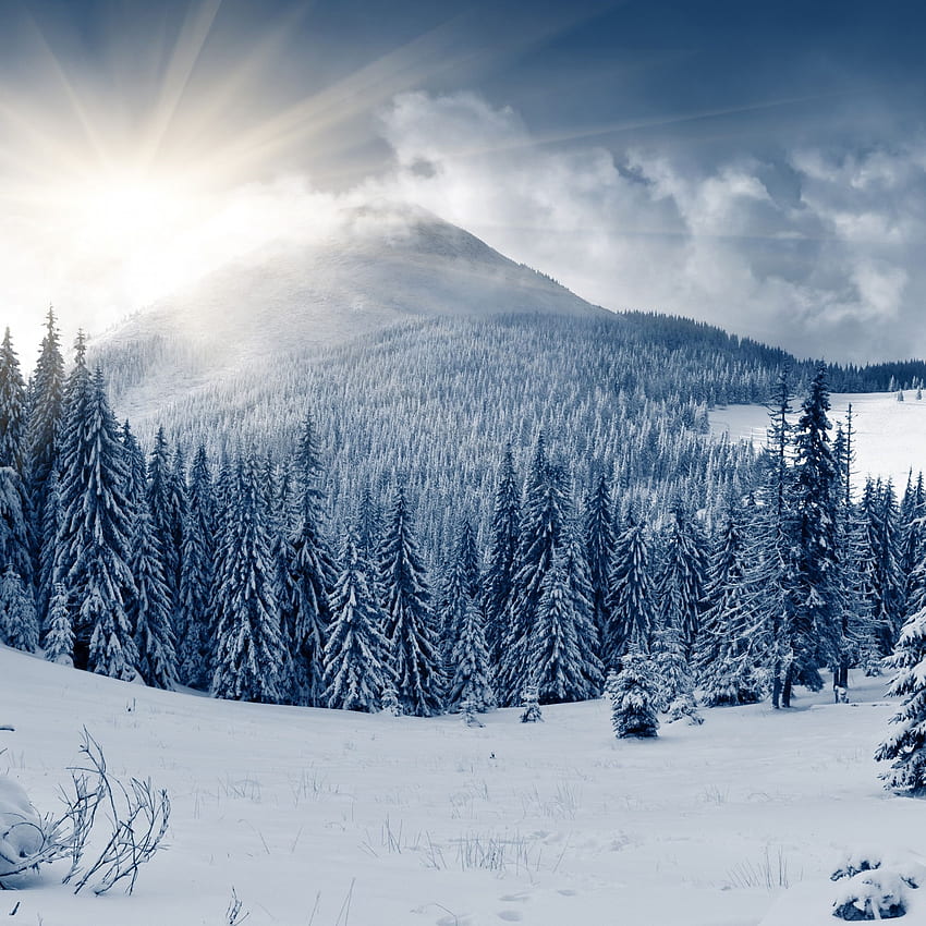 Winter forest, , , mountain, sun, snow, fir HD phone wallpaper | Pxfuel