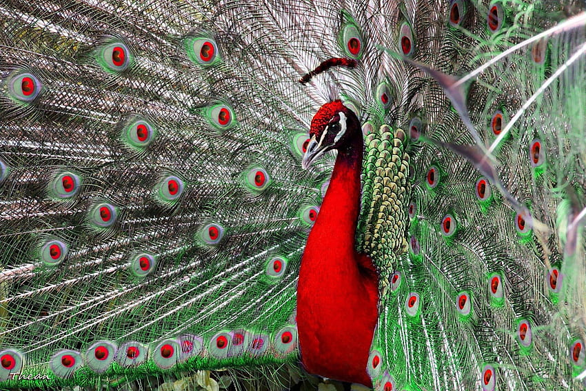 *** The majestic peacock ***, animal, colorful, birds, bird, animals, peacock HD wallpaper