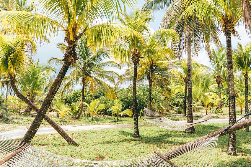 Nature, Palms, Summer, Tropics, Bahamas, Hammocks HD wallpaper