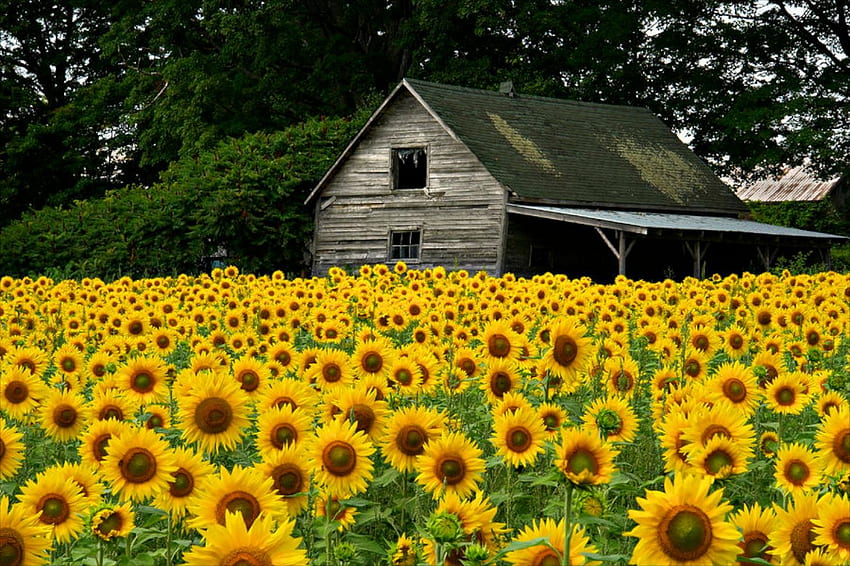 Planting Sunflower for Home Garden Decor Ideas. Home and Garden. Home and Garden HD wallpaper