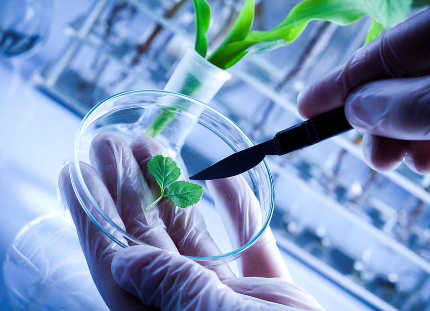 What Is Biotechnology (Page 1), Plant Biotechnology HD wallpaper