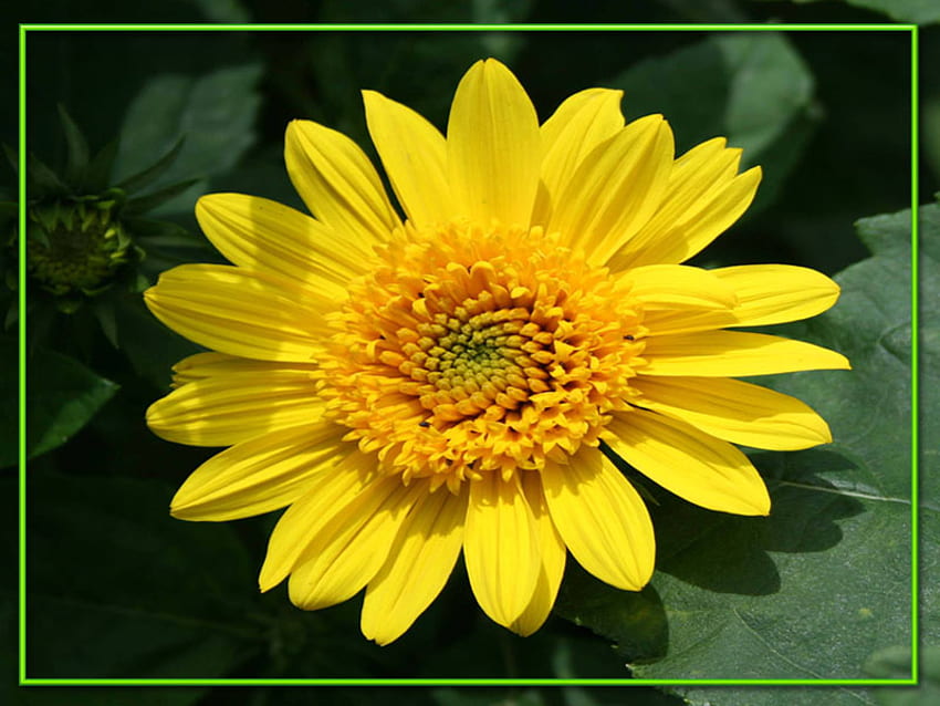 Lovely Yellow, lovely, green, yellow, flower HD wallpaper