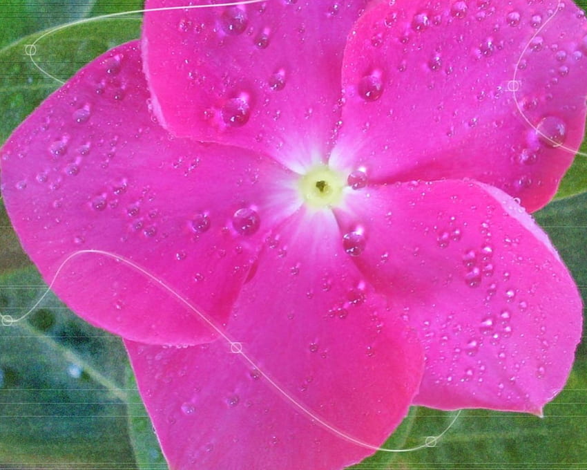 Flower, pink, symmetrical, large HD wallpaper
